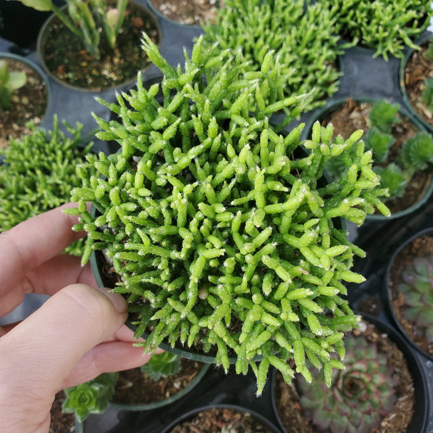 Rhipsalis  cereuscula 'Coral Cactus'